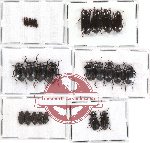 Scientific lot no. 54 Tenebrionidae (25 pcs - 4 pcs A2)