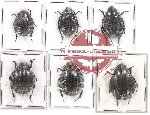 Scientific lot no. 50 Tenebrionidae Pimelia sp. mix (6 pcs)