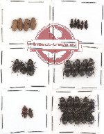 Scientific lot no. 51 Tenebrionidae (28 pcs - 2 pcs A2)