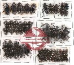 Scientific lot no. 69 Tenebrionidae (67 pcs)