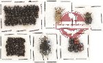 Scientific lot no. 70 Tenebrionidae (90 pcs - 3 pcs A2)