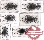 Scientific lot no. 52 Tenebrionidae Blaps spp. mix (6 pcs)