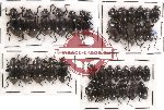 Scientific lot no. 72 Tenebrionidae (36 pcs)