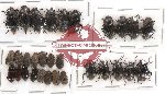 Scientific lot no. 64 Tenebrionidae (30 pcs)