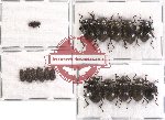 Scientific lot no. 31 Tenebrionidae (17 pcs)