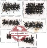 Scientific lot no. 59* Tenebrionidae (32 pcs A-, A2)