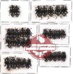 Scientific lot no. 56 Tenebrionidae (32 pcs A2)