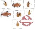 Scientific lot no. 1 Meloidae (8 pcs)