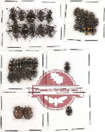 Scientific lot no. 83 Tenebrionidae (37 pcs)