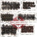 Scientific lot no. 68 Tenebrionidae (101 pcs)