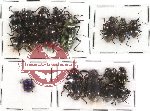 Scientific lot no. 79 Tenebrionidae (18 pcs)