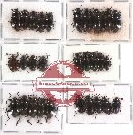 Scientific lot no. 55 Tenebrionidae (29 pcs)