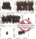 Scientific lot no. 80 Tenebrionidae (37 pcs)
