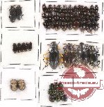 Scientific lot no. 67 Tenebrionidae (54 pcs)