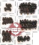 Scientific lot no. 62 Tenebrionidae (52 pcs)