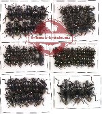 Scientific lot no. 82 Tenebrionidae (76 pcs)