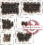 Scientific lot no. 73 Tenebrionidae (53 pcs)