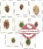 Scientific lot no. 71 Heteroptera Pentatomidae (8 pcs)