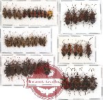 Scientific lot no. 84 Heteroptera (45 pcs A, A-, A2)