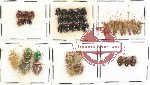 Scientific lot no. 79 Heteroptera (43 pcs)