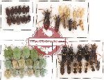 Scientific lot no. 69 Heteroptera (53 pcs)