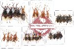 Scientific lot no. 85 Heteroptera (29 pcs A-, A2)