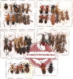 Scientific lot no. 82 Heteroptera (48 pcs A-, A2)