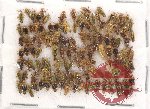 Scientific lot no. 77 Heteroptera (105 pcs A, A-, A2)