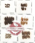 Scientific lot no. 76 Heteroptera (62 pcs A, A-, A2)