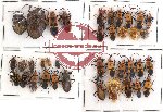 Scientific lot no. 62 Heteroptera (38 pcs)