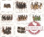 Scientific lot no. 4 Meloidae (53 pcs)