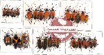 Scientific lot no. 83 Heteroptera (28 pcs A, A-, A2)