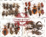 Scientific lot no. 66 Heteroptera (33 pcs)