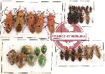 Scientific lot no. 73 Heteroptera (33 pcs)