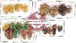 Scientific lot no. 68 Heteroptera mostly Pentatomidae (21 pcs - some A2)