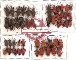 Scientific lot no. 65 Heteroptera (48 pcs)