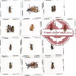 Scientific lot no. 5 Meloidae (14 pcs)