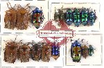 Scientific lot no. 81 Heteroptera (16 pcs A-, A2)