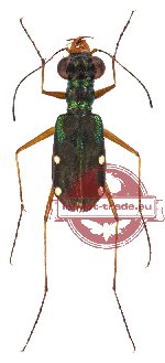 Naviouxia sp. 1