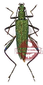 Oedemeridae sp. 2-1