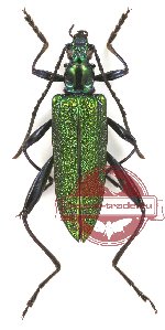 Oedemeridae sp. 1-1 (A2)