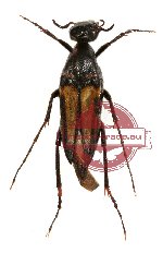 Rhipiphoridae sp. 1