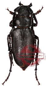 Dorysthenes planicollis