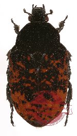 Anthracophora (Poecilophilides) dalmanni