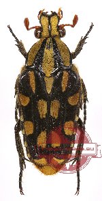 Ixorida (Mecinonota) flavomaculata