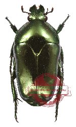 Ischiopsopha (s.str.) wangiensis Jákl, 2016 (PARATYPE)