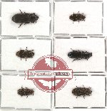 Scientific lot no. 7 Ostomidae (6 pcs)