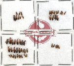 Anthicidae Scientific lot no. 6 (54 pcs)