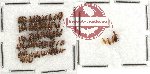 Anthicidae Scientific lot no. 8 (80 pcs)