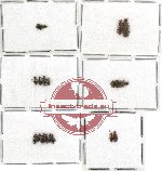 Anthicidae Scientific lot no. 12 (16 pcs)